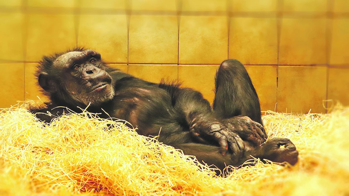 Plzeňským šimpanzům to už klape, Siri je konečně king